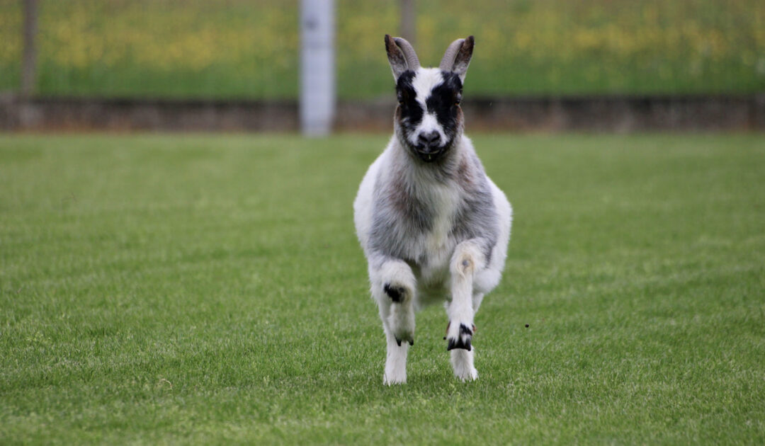 Why do Pygmy Goats have big bellies? Farmhouse Guide