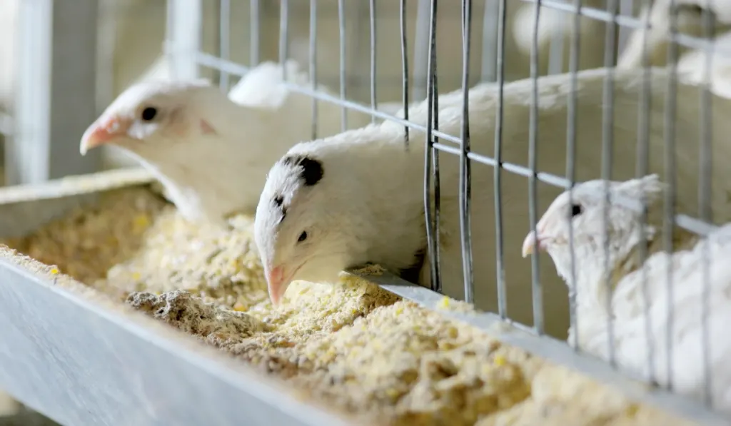 White quail eating grits inside a cage