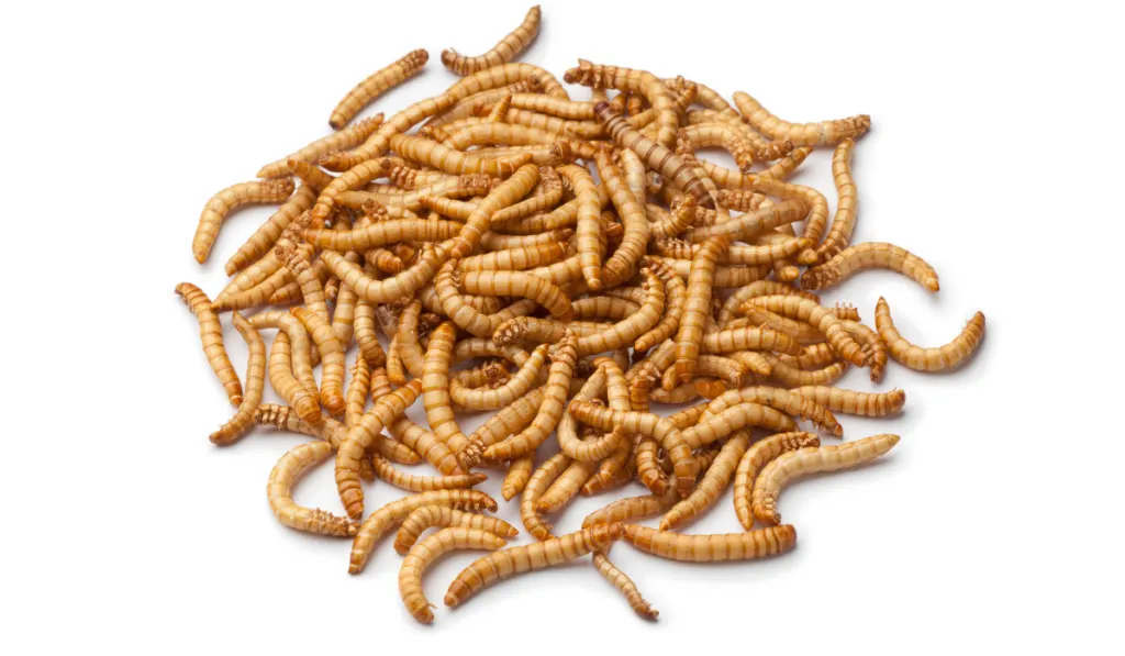 meal worms in white background