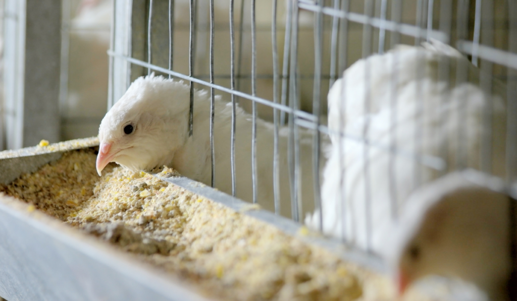 white quail inside a cage eating grits