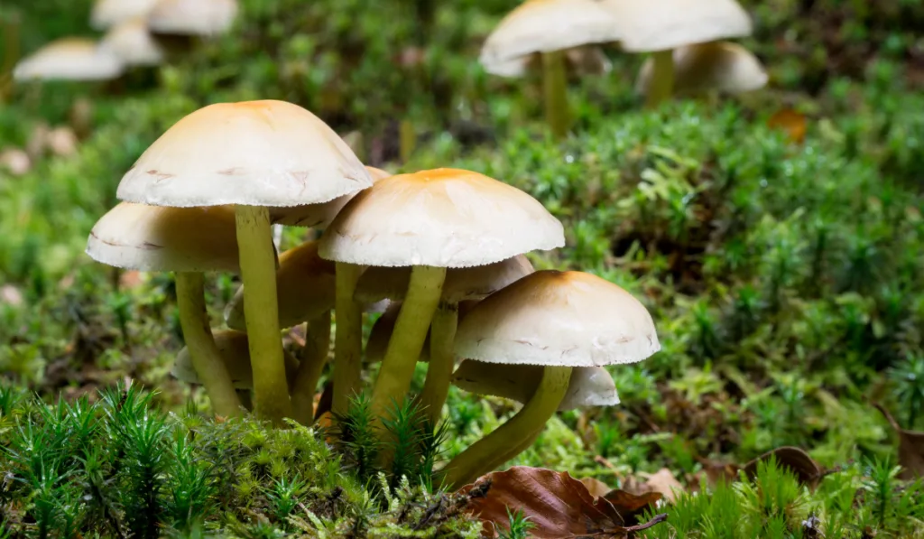 wild mushroom in forest