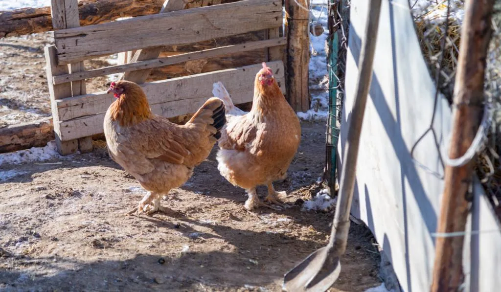 Range chicken on a farm
