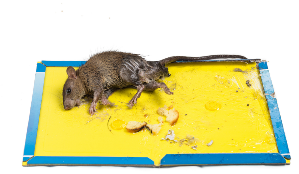 rat caught in mouse trap paper