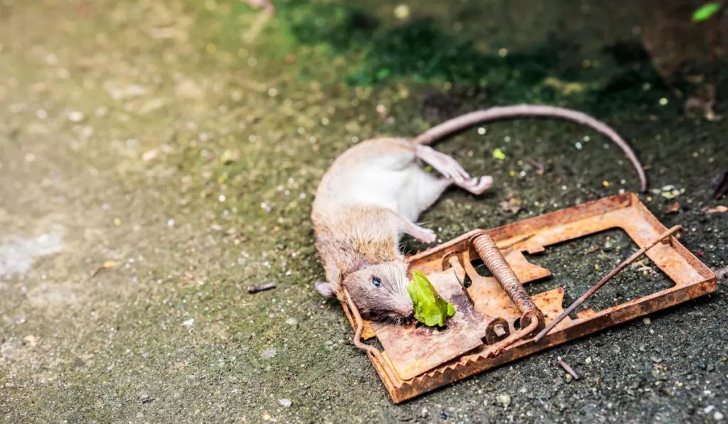 rat caught in a mouse trap