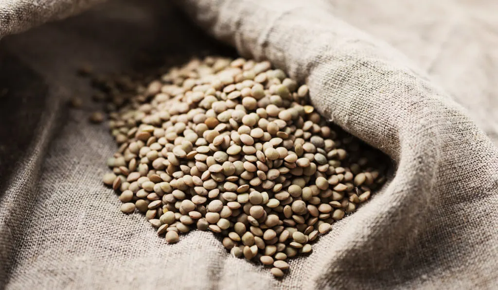 Raw healthy brown lentil on a sack