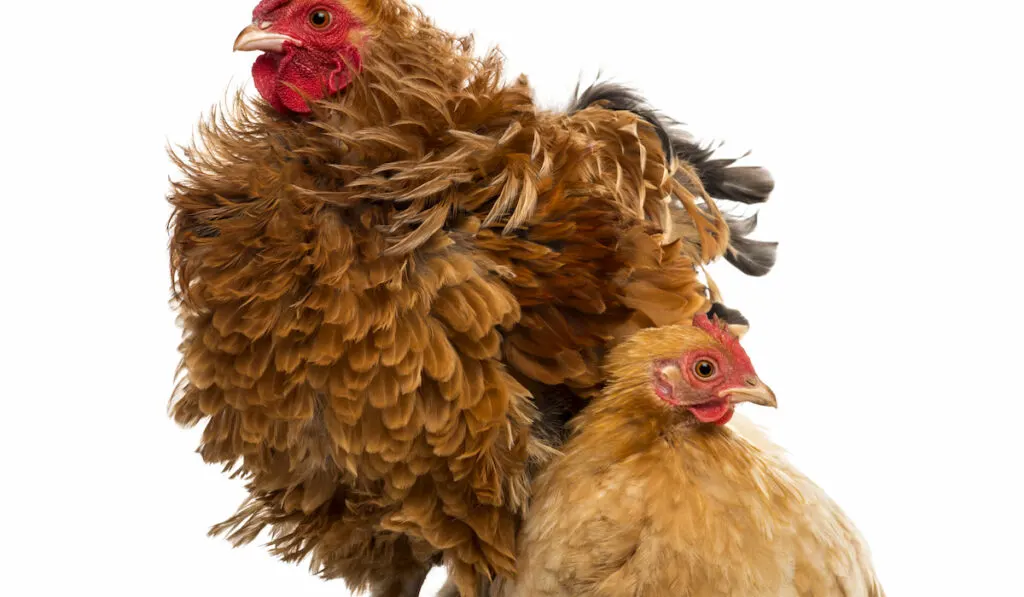 Red Frizzle Cochin Bantam with baby chicken lying next to him