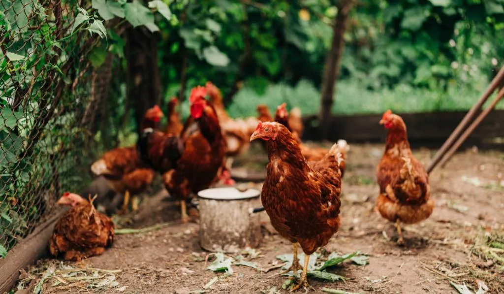 red chickens roaming in their chicken coop