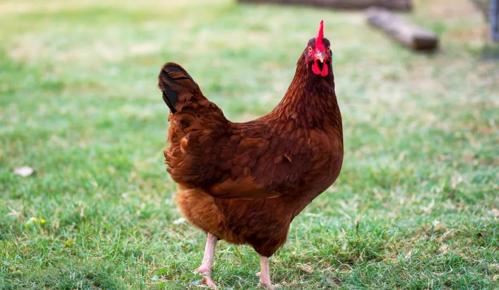 Red hen out in the field looking at the camera