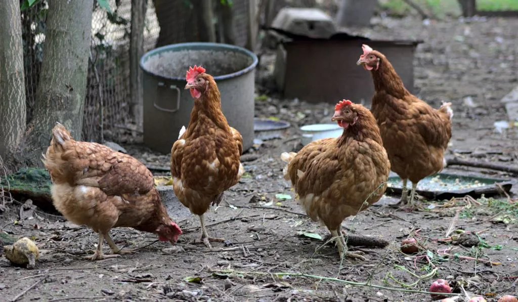 Red laying hens Lohmann Brown
