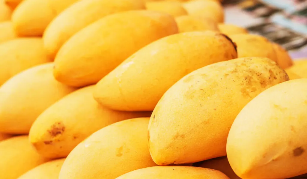 Ripe mangoes placed in a row 