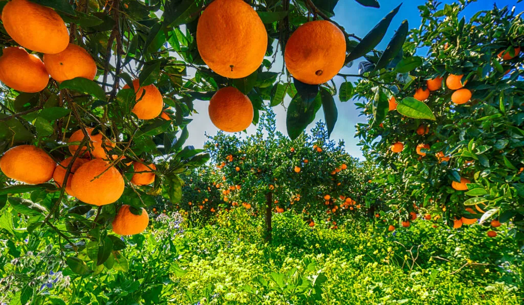 Ripe oranges on tree in orange garden 