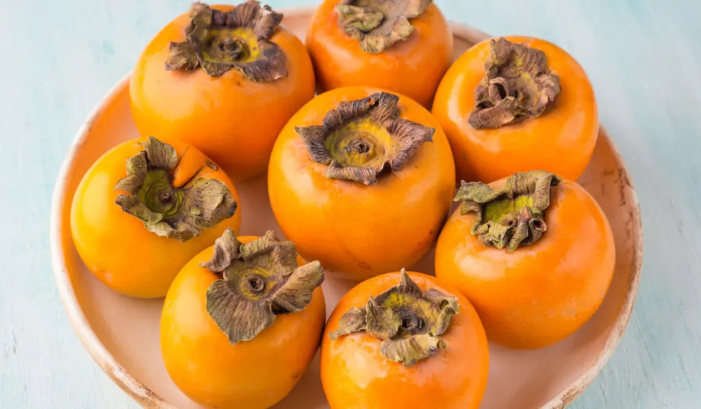 Ripe persimmons on turquoise background