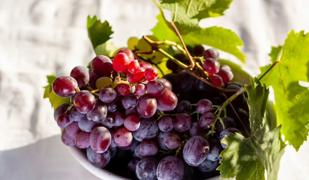 Ripe pink Grapes in a white bowl on white table with leaves