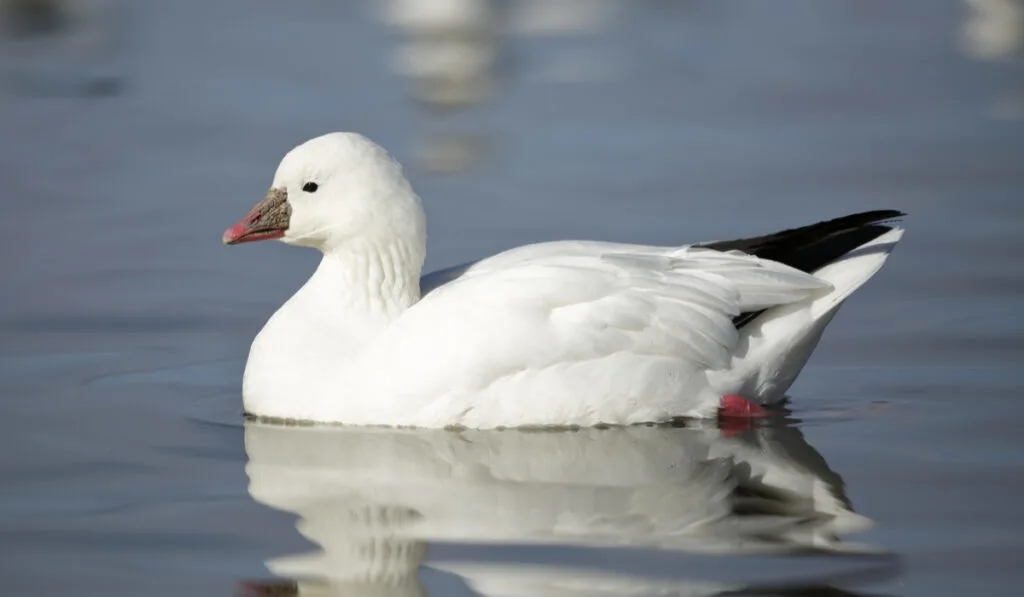 Ross’s Goose swimming in lake