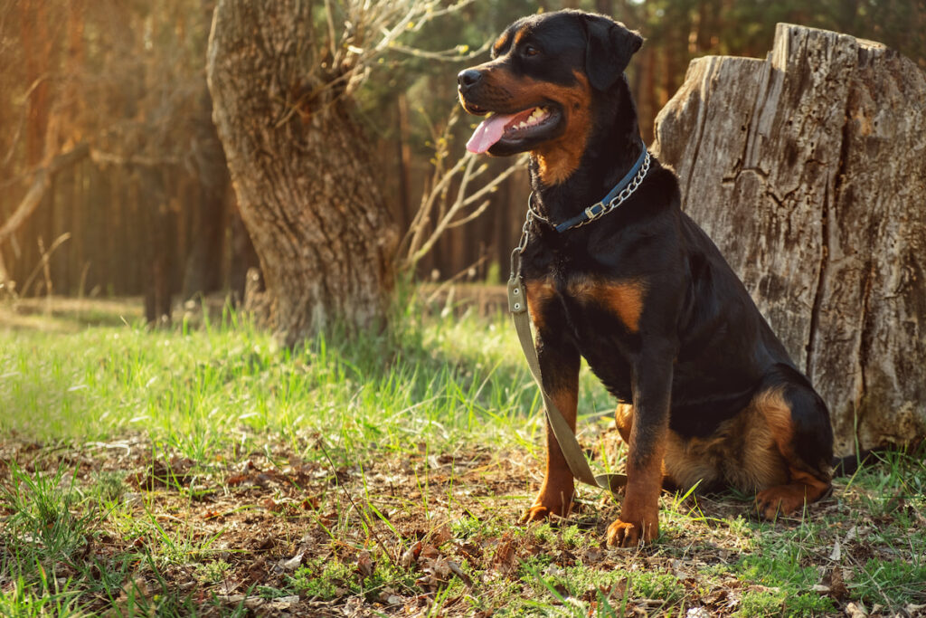 Rottweiler in the forest on a sunny day