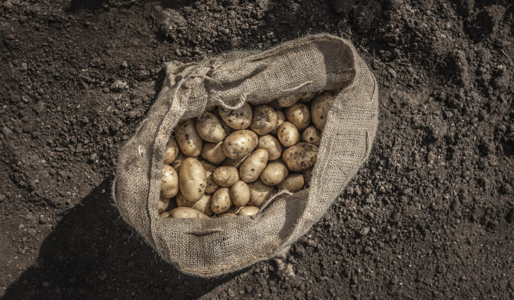 Sack of freshly harvested potatoes 