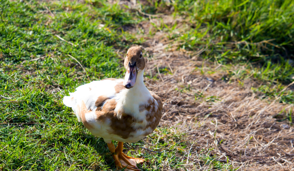 Saxony Duck white and brown standing on grass field