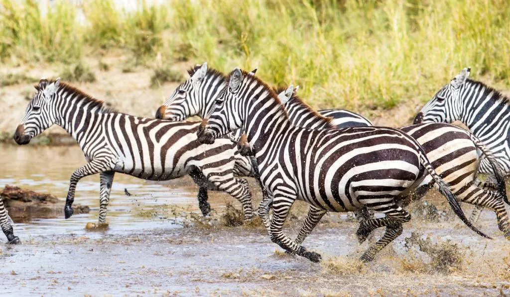 Scared zebras trots in the water
