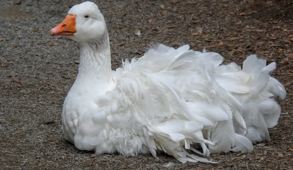 Sebastopol Goose resting in the farm 