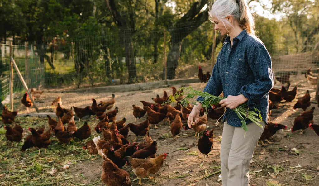 Senior woman feeding chickens 