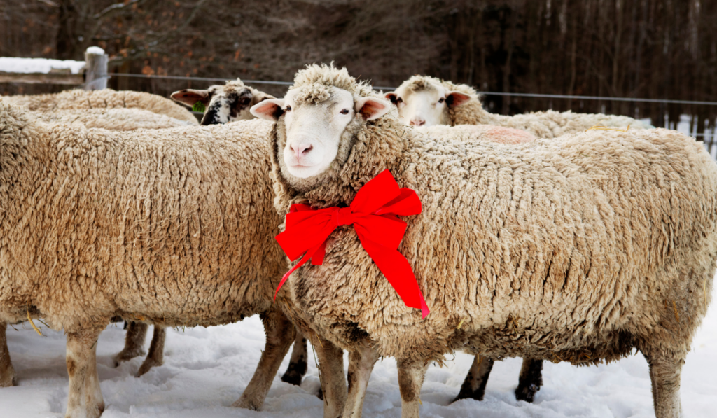 Sheep with a red ribbon on winter