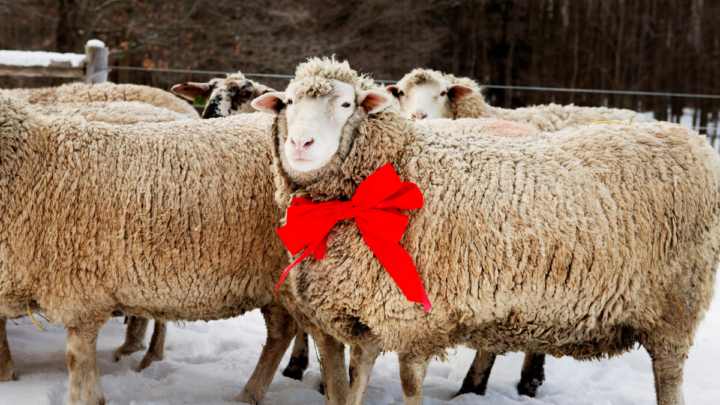 Sheep-Wearing-Red-Bow-Tie-Standing-On-Snow-Covered-Field-During-Christmas