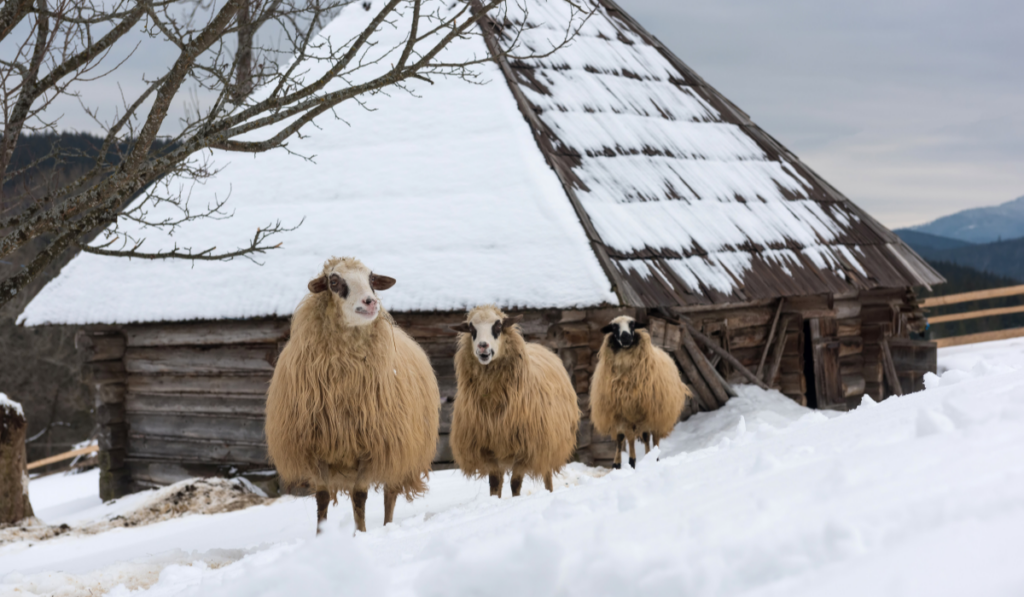 Three Katahdin sheep in snow