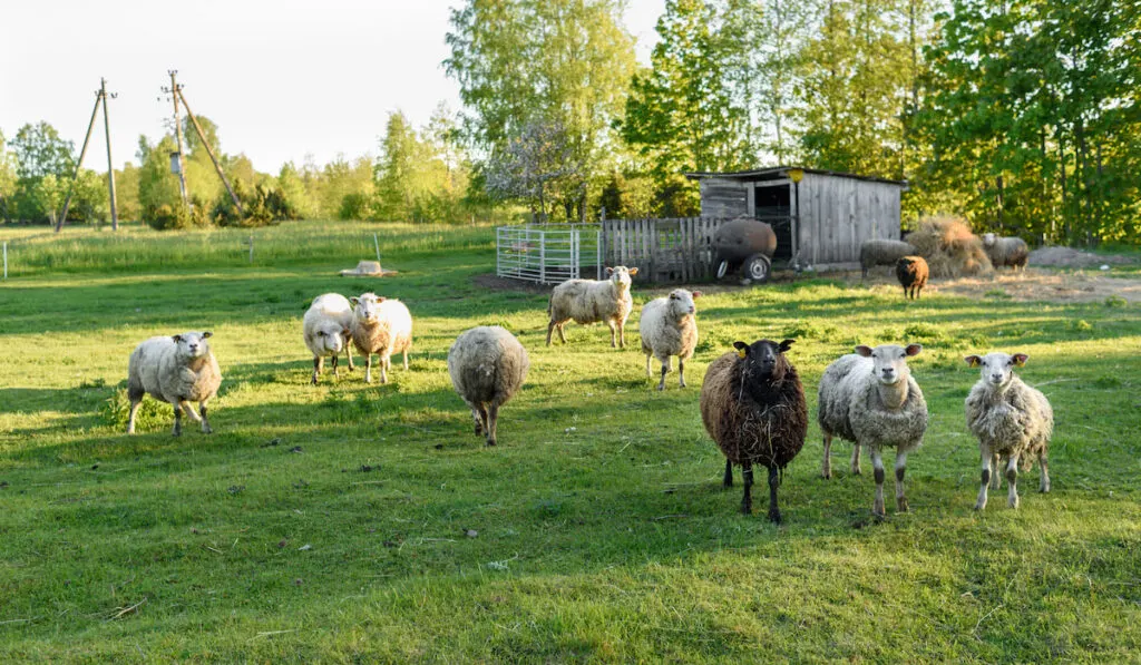 Sheep living in organic friendly farm