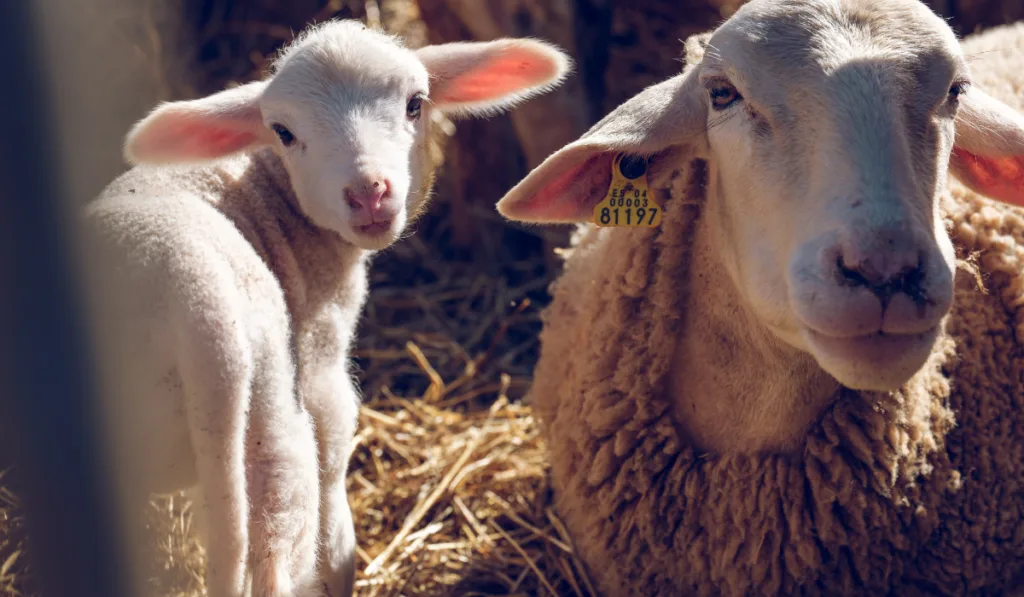 cute young sheep with its mother