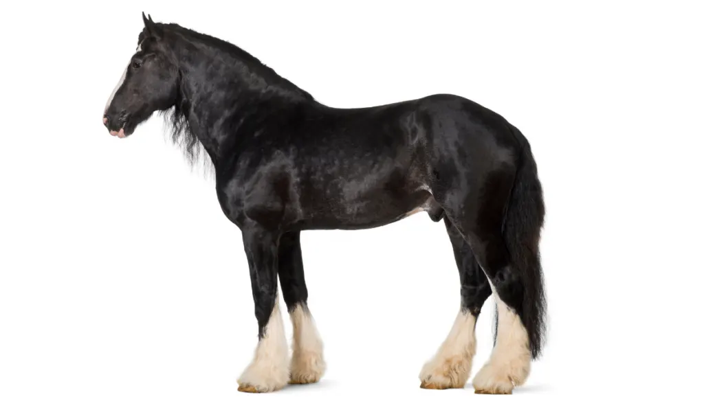 Shire Horse standing against white background