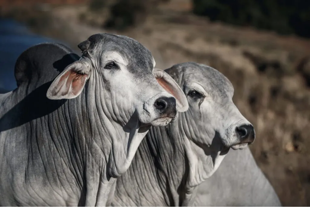Side image of a Brahman bull head