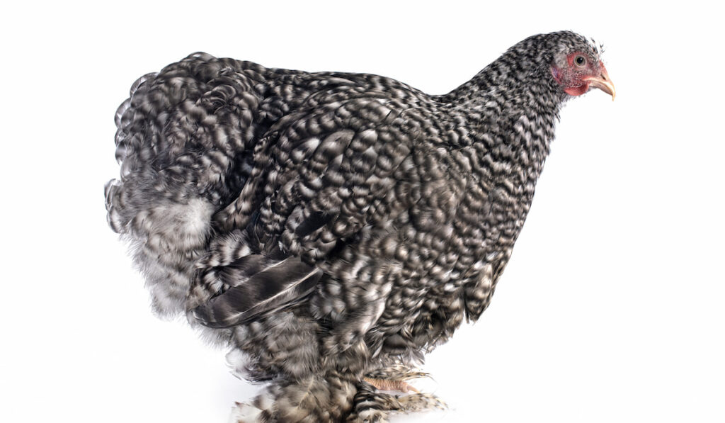 Side view of Cochin chicken on white background