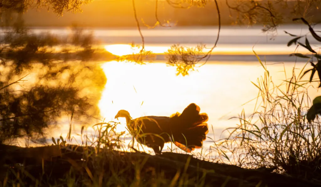 Silhouette of a Turkey in the Bush whit Sunset 