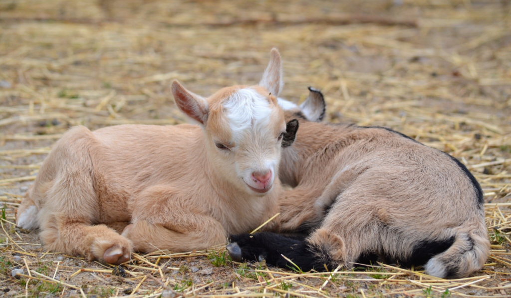 two cute baby goats sleeping