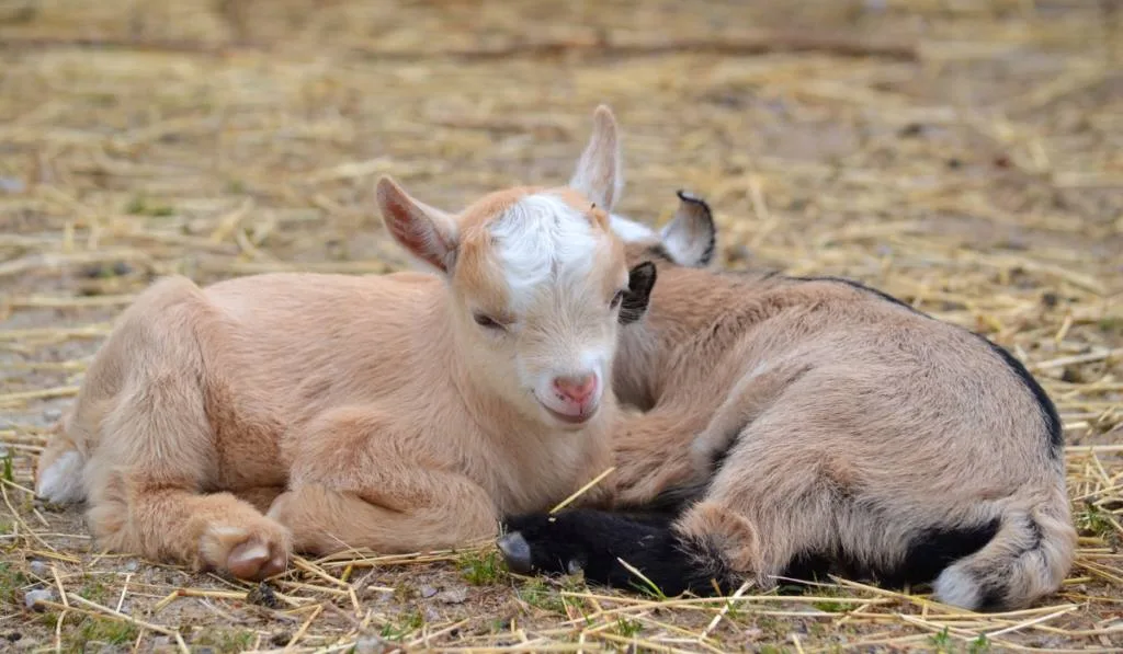 two cute baby goats sleeping