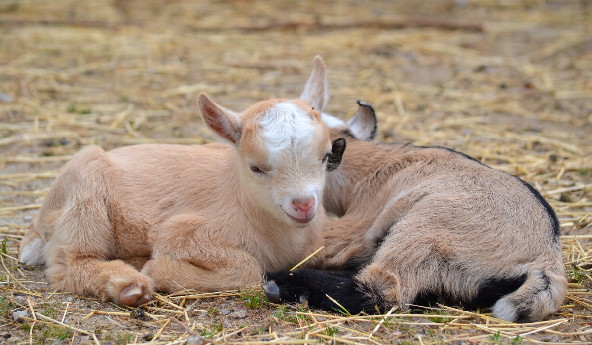 Do Goats Sleep With Their Eyes Open? (How Do Goats Sleep?) Farmhouse