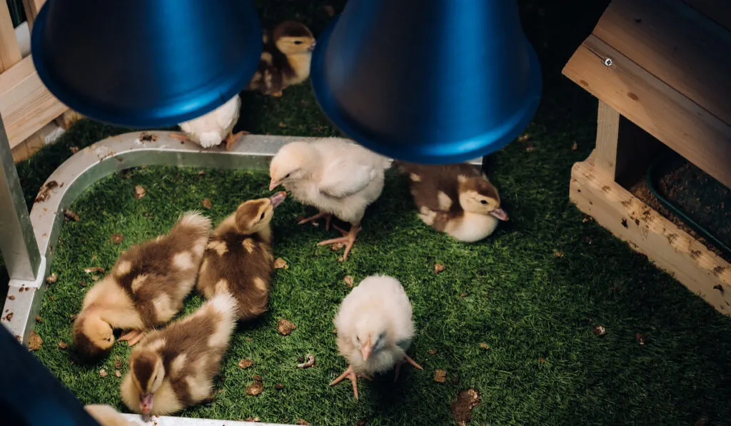 Small chickens and ducklings bask on the grass under a lamp in the yard