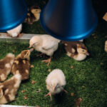 Is it Easier to Raise Chickens or Ducks?