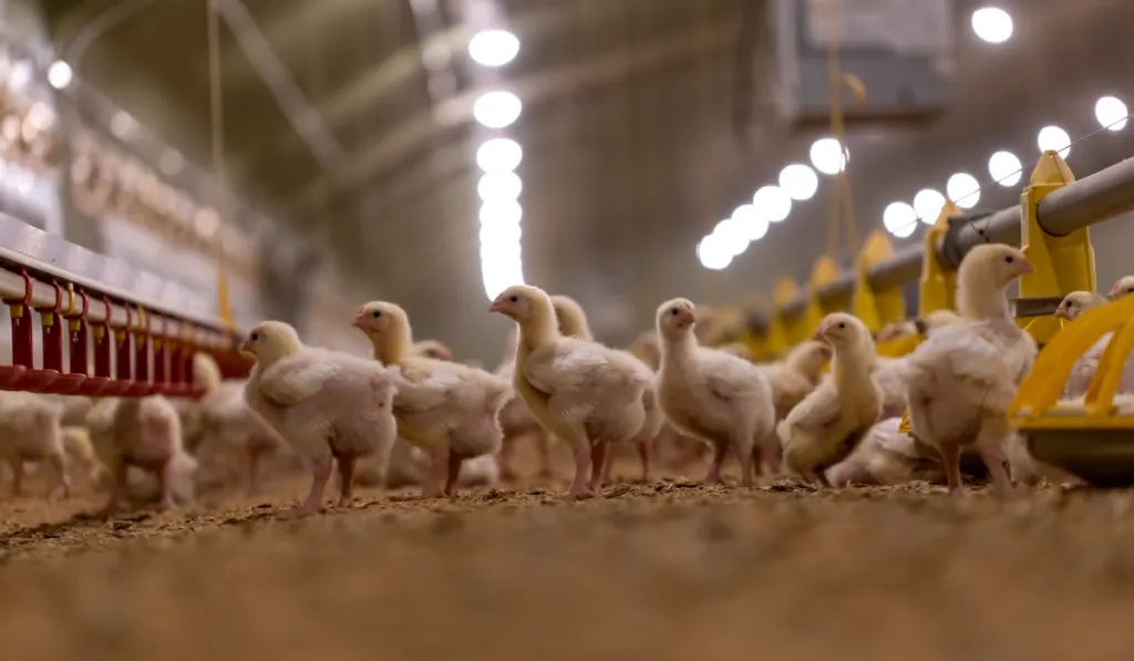 Small chickens in a big hatchery