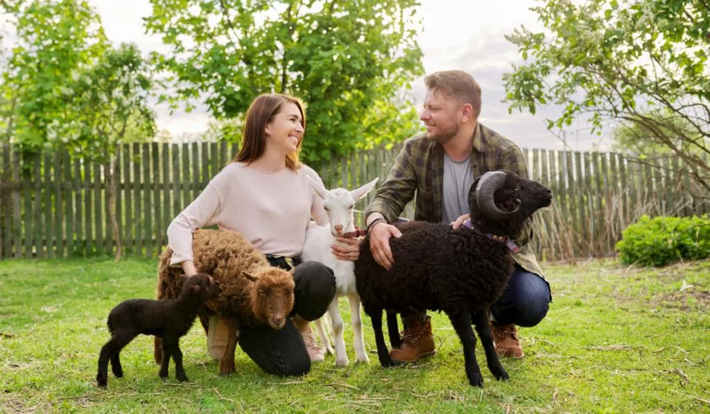 couple spending time with sheep and goats