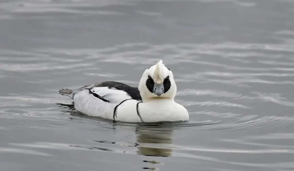 Smew (Mergellus albellus) duck swimming in the pond