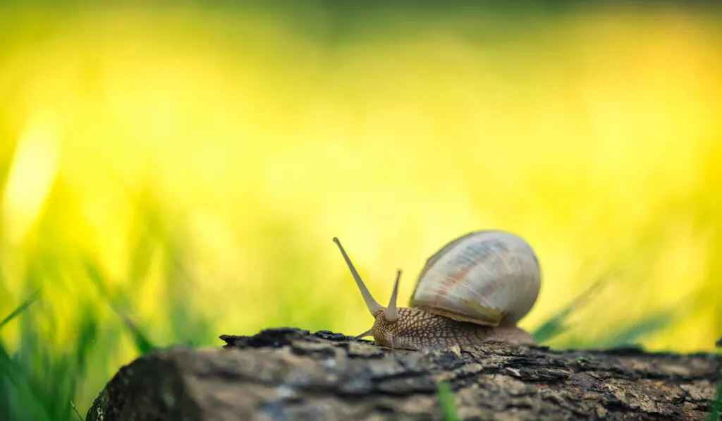 Snail on a log on bright yellow green background