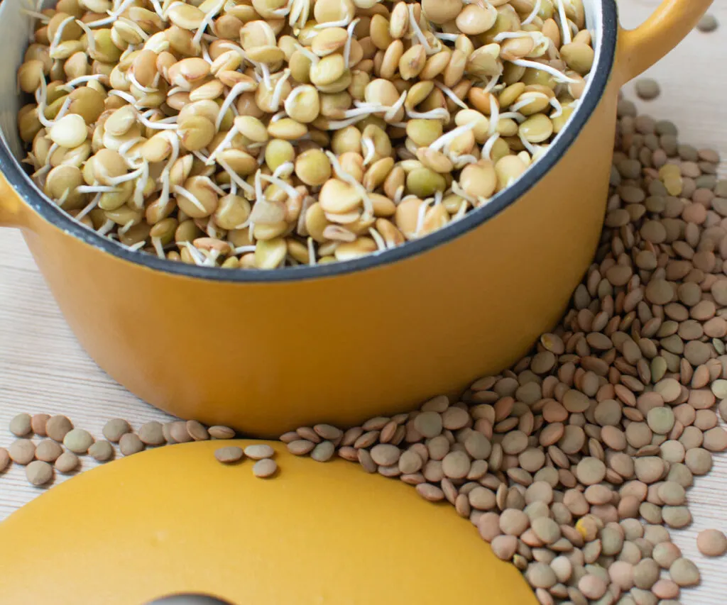 Sprouts of lentils on yellow casserole