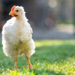 9 Must-Have Items for Raising Chickens