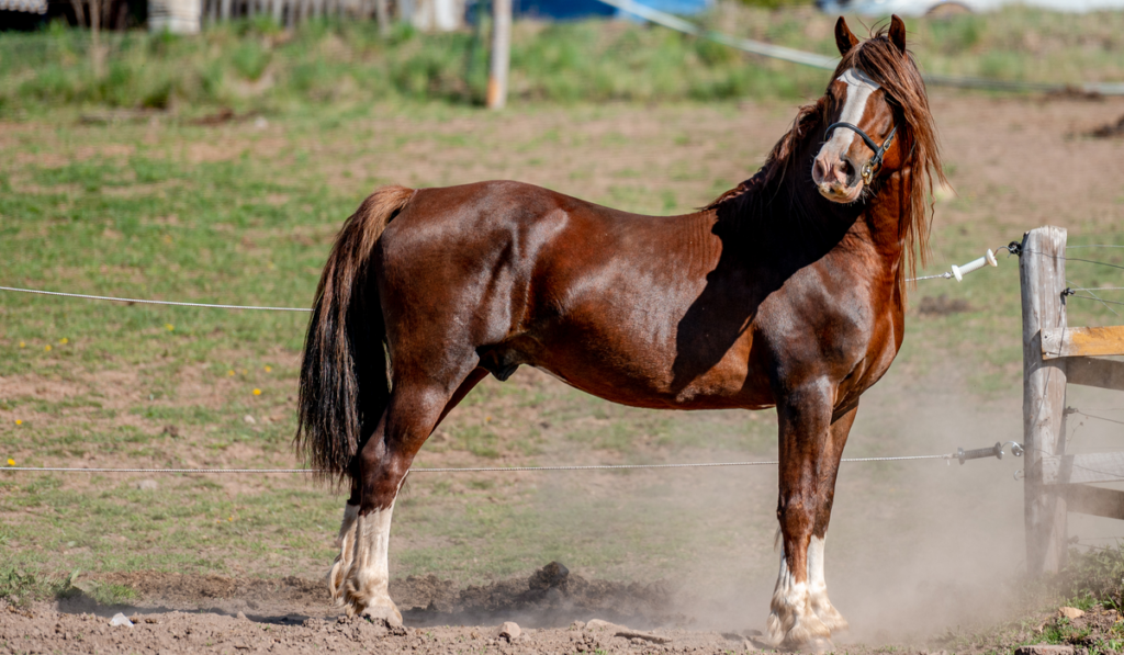 Stunning welsh cob stallion