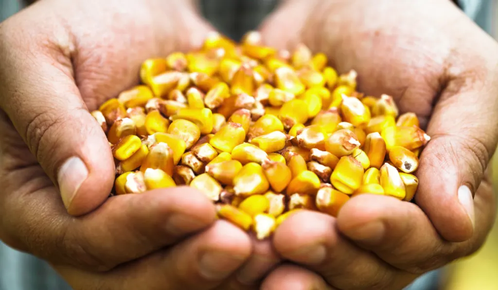 Summer harvest. Farmers hands with fresh corn.