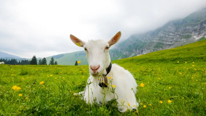 Swiss-Goat-in-Appenzell-Switzerland