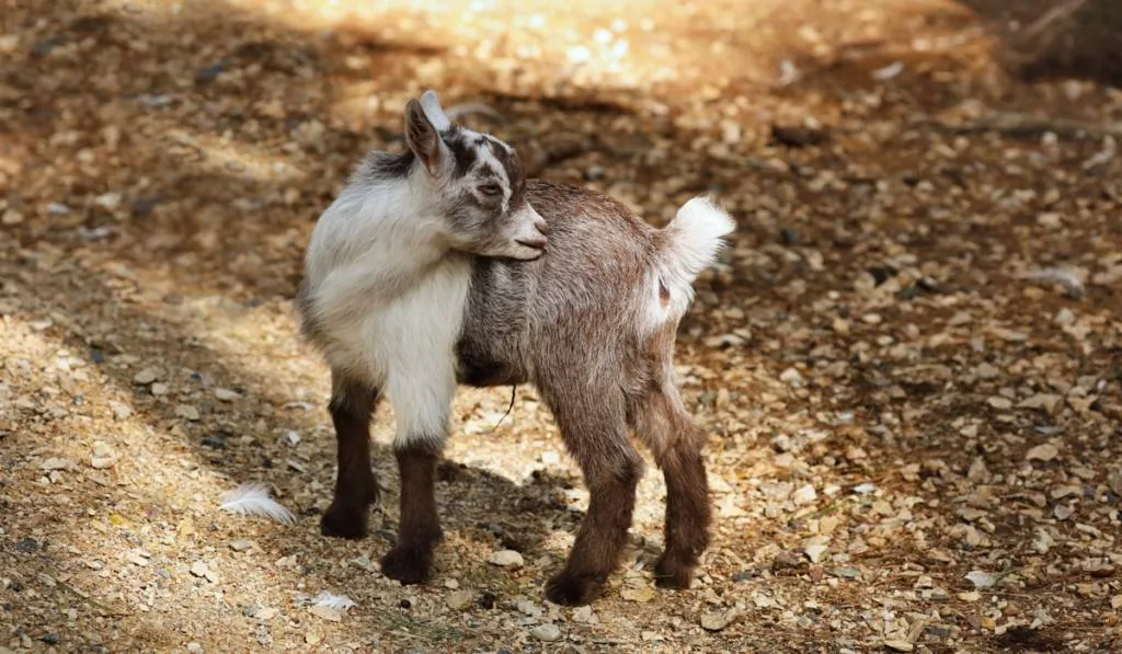 The American Pygmy 