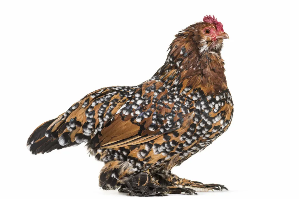 The Barbu d'Uccle or Belgian d'Uccle hen, standing against white background