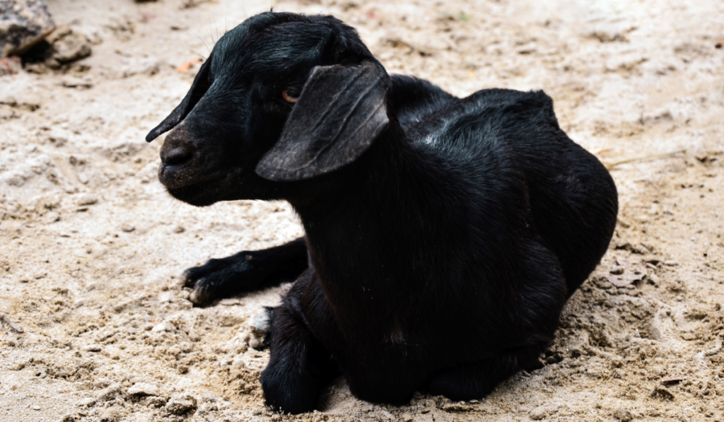 The Black Bengal Goat is resting in the sunny day after the lunch